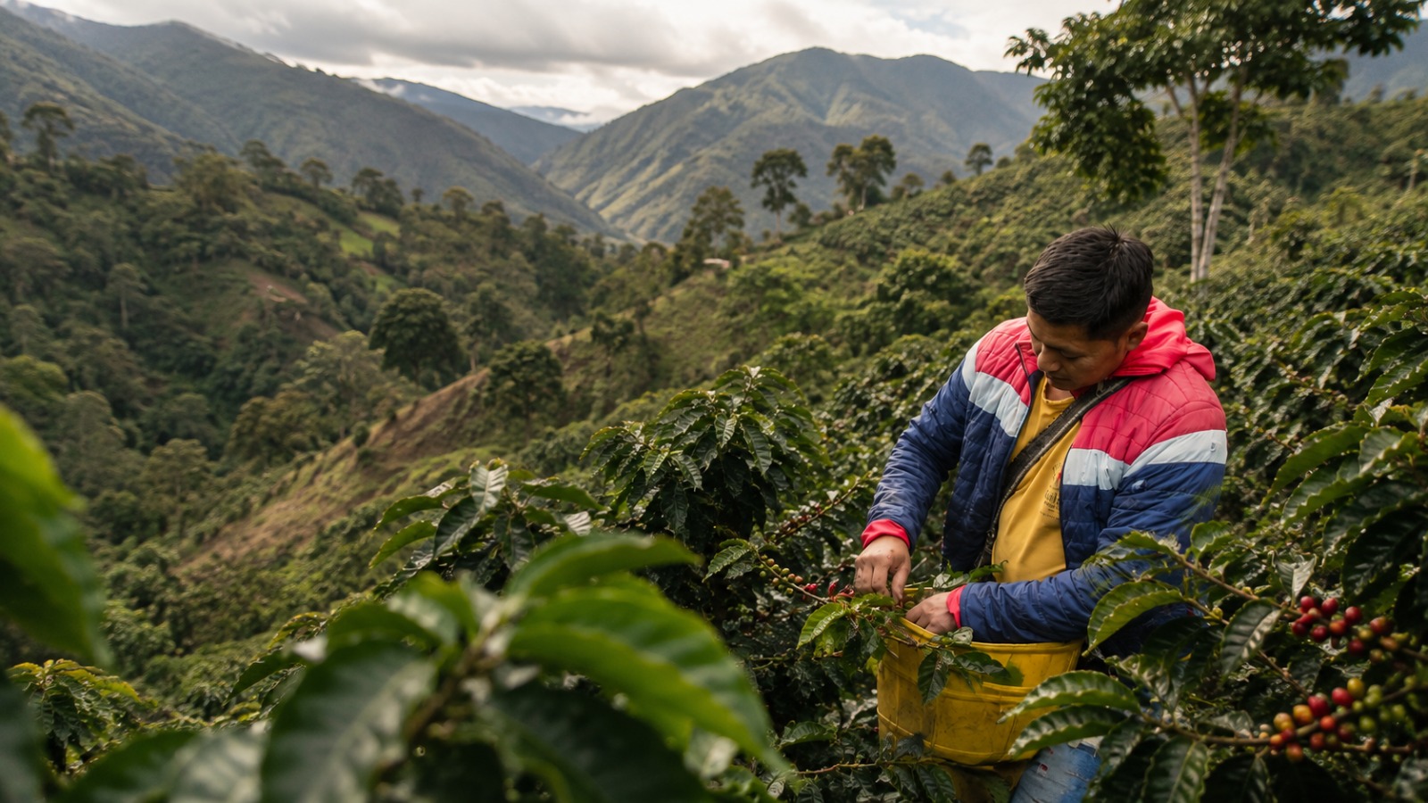 Specialty organic coffee by La Orquídea y el Oso